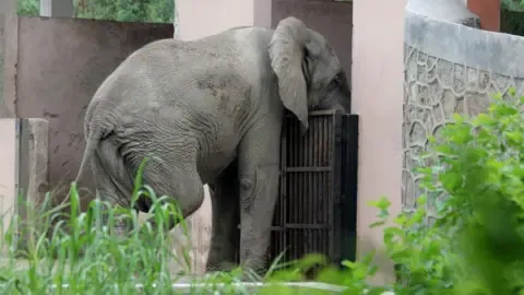 Isolated Life and Passing of India’s Capital’s Lone Elephant from Africa